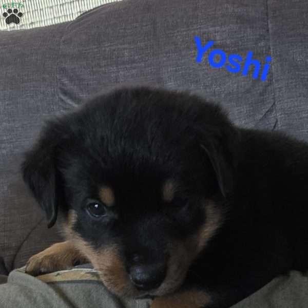 Yoshi, Rottweiler Puppy