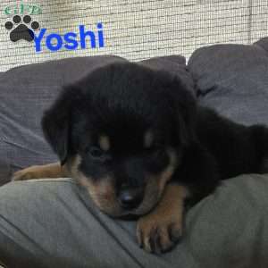 Yoshi, Rottweiler Puppy
