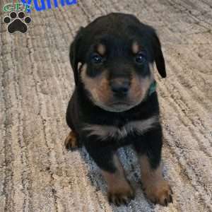 Yuma, Rottweiler Puppy