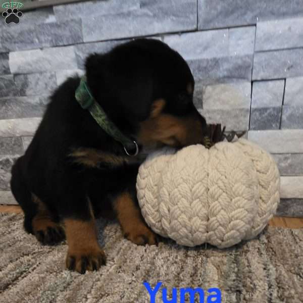 Yuma, Rottweiler Puppy