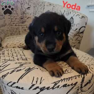 Yoda, Rottweiler Puppy
