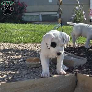 Patchy the pirate, Dogo Argentino Puppy