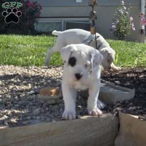 Patchy the pirate, Dogo Argentino Puppy