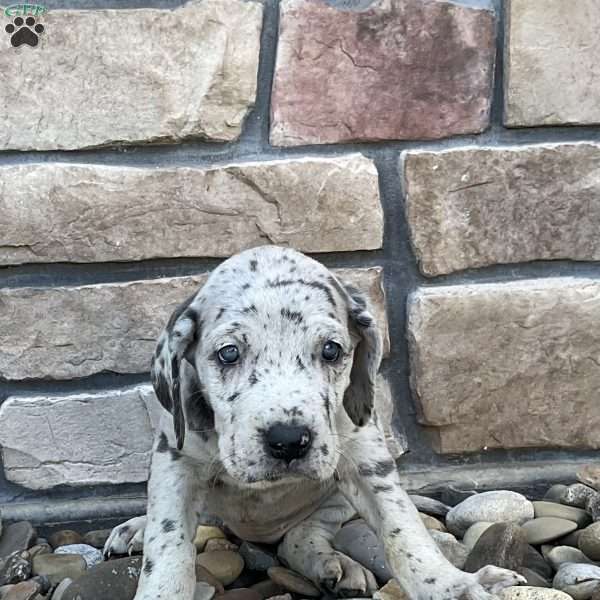 Quinn, Great Dane Puppy