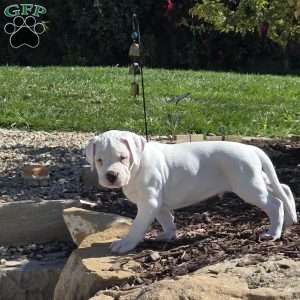 Duff, Dogo Argentino Puppy