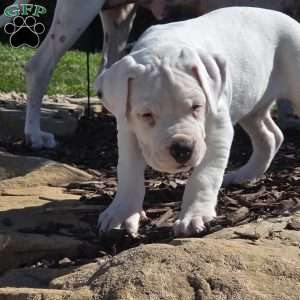 Duff, Dogo Argentino Puppy