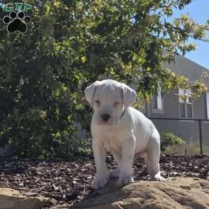 Duff, Dogo Argentino Puppy