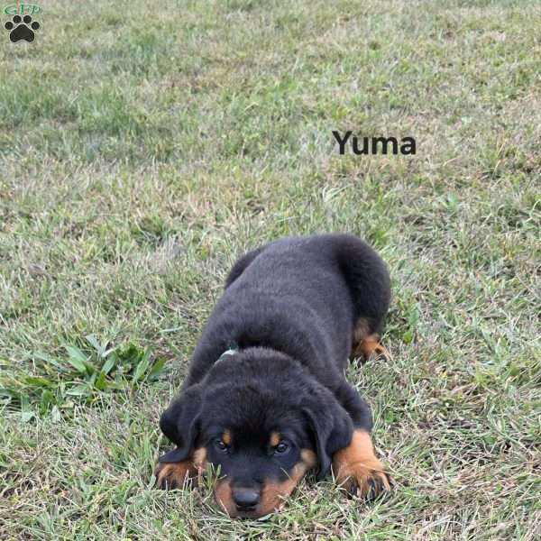 Yuma, Rottweiler Puppy