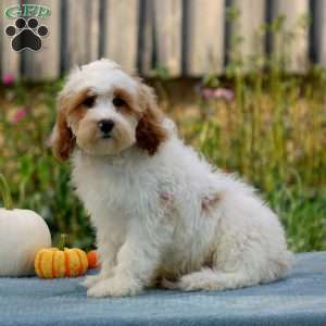 Morgan, Cavapoo Puppy