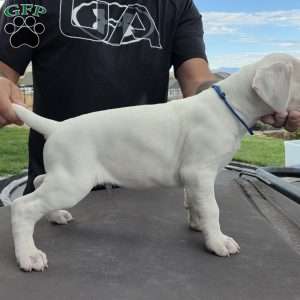Duff, Dogo Argentino Puppy