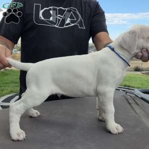 Duff, Dogo Argentino Puppy