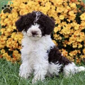 Talia, Sheepadoodle Puppy