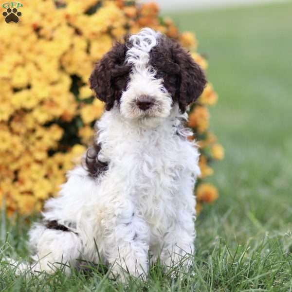 Tompsom, Sheepadoodle Puppy
