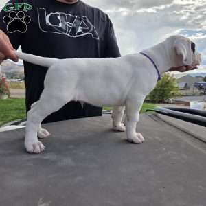Patchy the pirate, Dogo Argentino Puppy