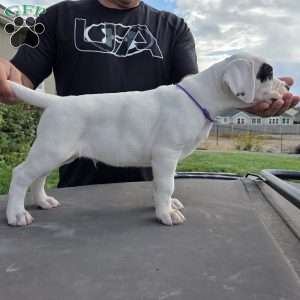 Patchy the pirate, Dogo Argentino Puppy