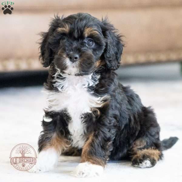 Lilly, Cavapoo Puppy