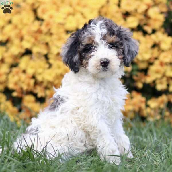 Tamara, Sheepadoodle Puppy