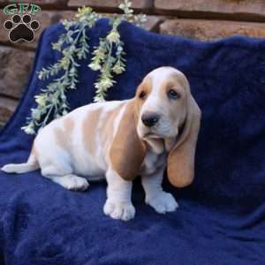 Bonnie, Basset Hound Puppy