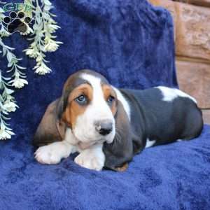 Bessie, Basset Hound Puppy