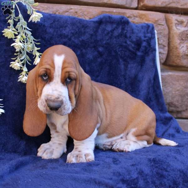 Boone, Basset Hound Puppy