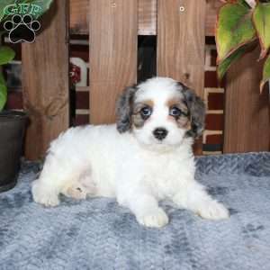 Lola, Cavapoo Puppy