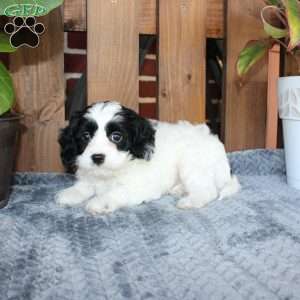 Luke, Cavapoo Puppy