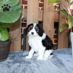 Lilly, Cavapoo Puppy