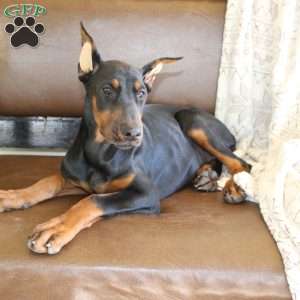 Sasha, Doberman Pinscher Puppy