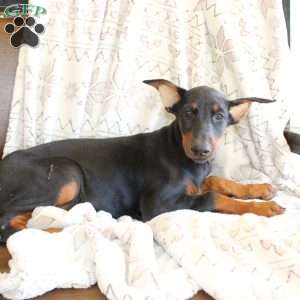 Sunshine, Doberman Pinscher Puppy