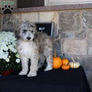 Satelite, Mini Labradoodle Puppy