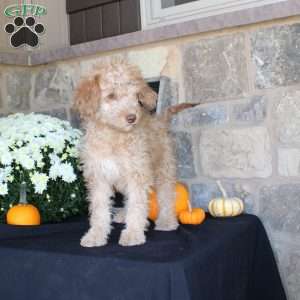 Sunshine, Mini Labradoodle Puppy