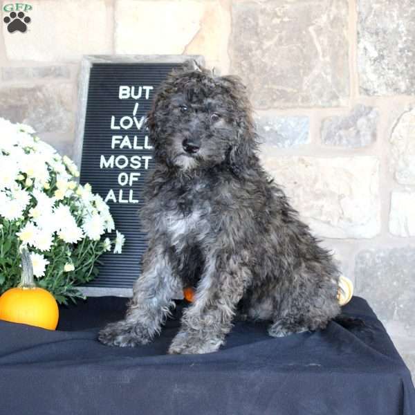 Sundae, Mini Labradoodle Puppy