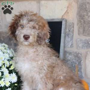 Sunset, Mini Labradoodle Puppy