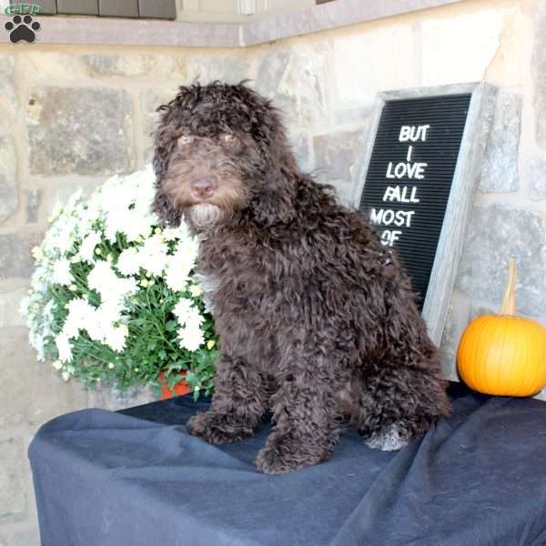 Jay, Miniature Poodle Mix Puppy