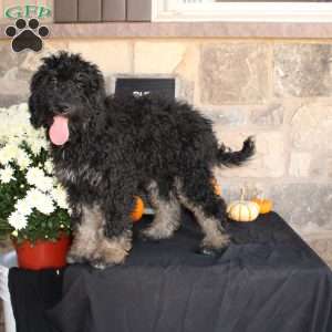 Johnson, Mini Labradoodle Puppy
