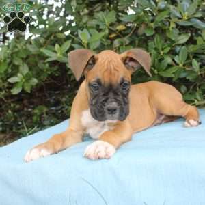 Mack, Boxer Puppy
