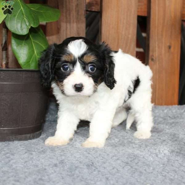 Ava, Cavapoo Puppy