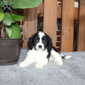 Ace, Cavapoo Puppy