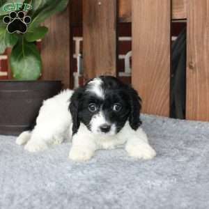 Abby, Cavapoo Puppy