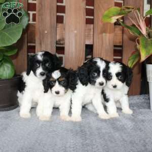 Ace, Cavapoo Puppy