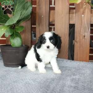 Alex, Cavapoo Puppy