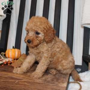 Pam, Mini Goldendoodle Puppy