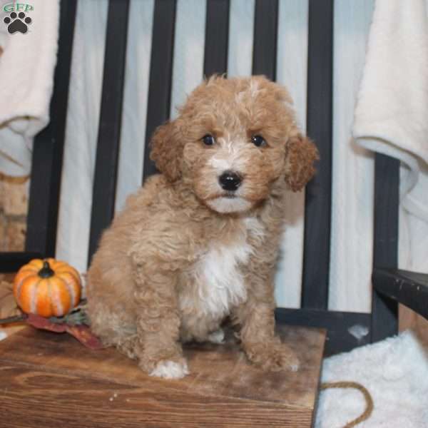Polly, Mini Goldendoodle Puppy