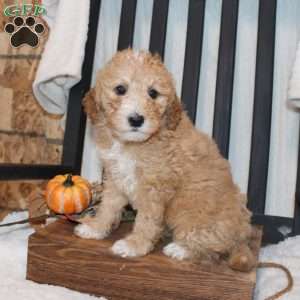 Penelope, Mini Goldendoodle Puppy
