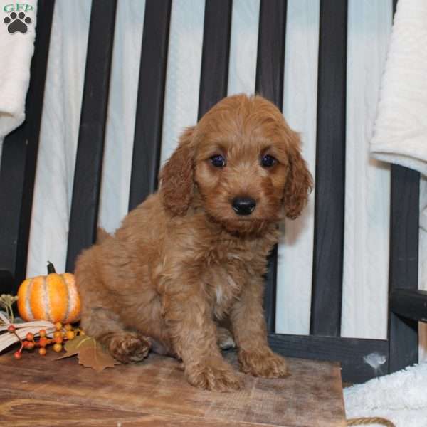 Pete, Mini Goldendoodle Puppy
