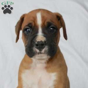 Baxter, Boxer Puppy