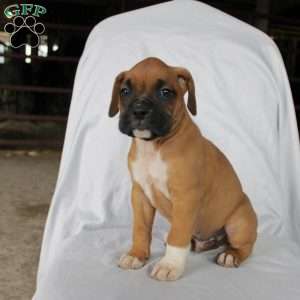 Boone, Boxer Puppy
