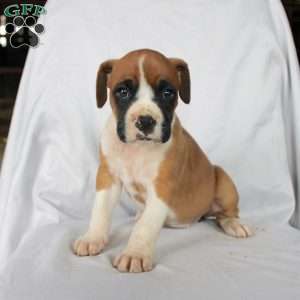 Beauty, Boxer Puppy