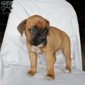 Betty, Boxer Puppy