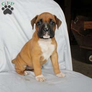 Bell, Boxer Puppy
